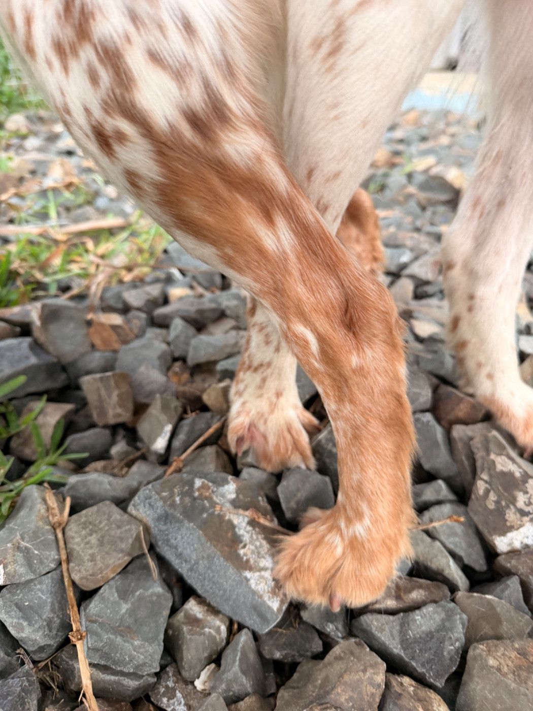 Saillie du 26/01/2026 Vénus et Ulson