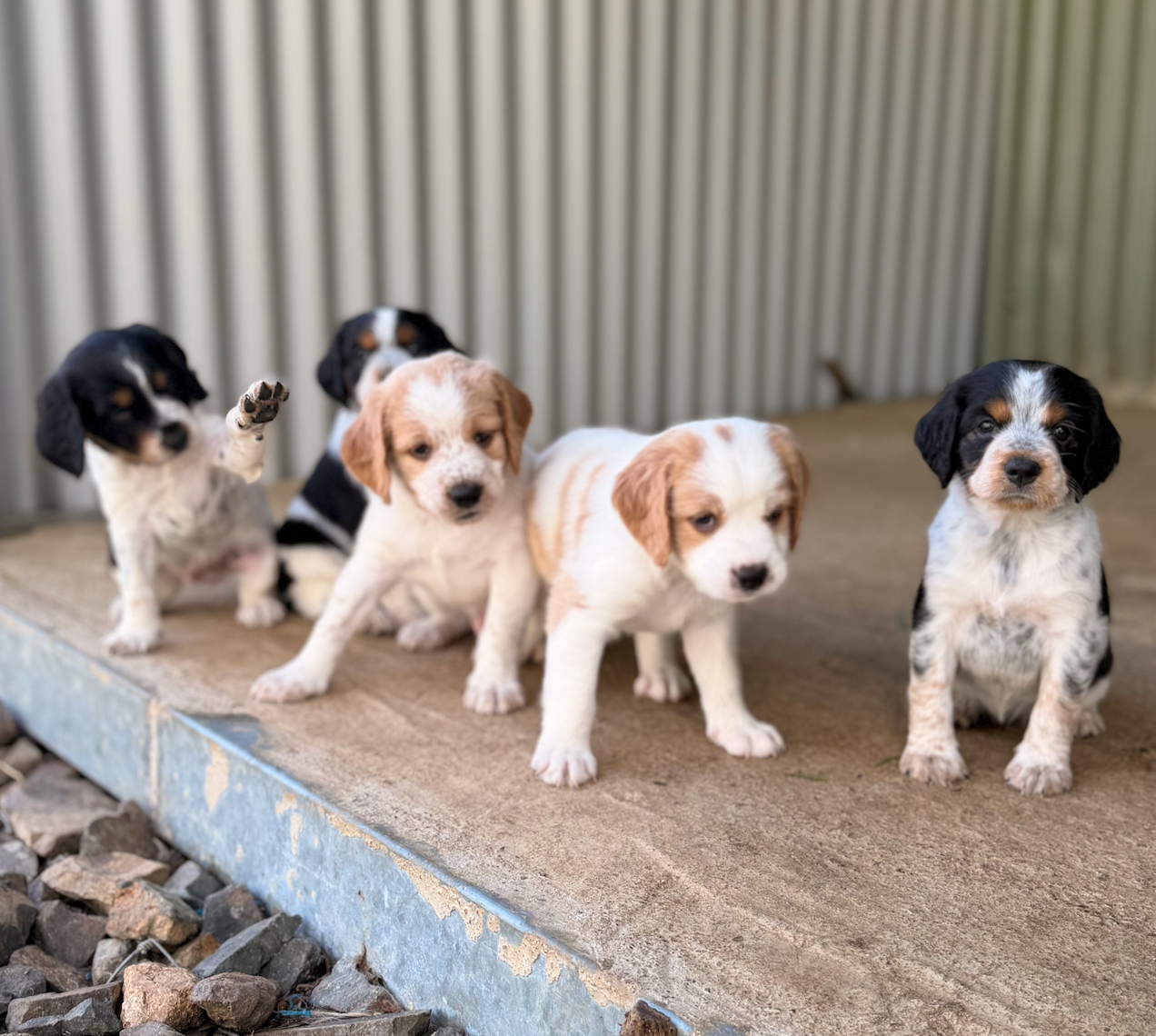 Naissance chiots à l'élevage