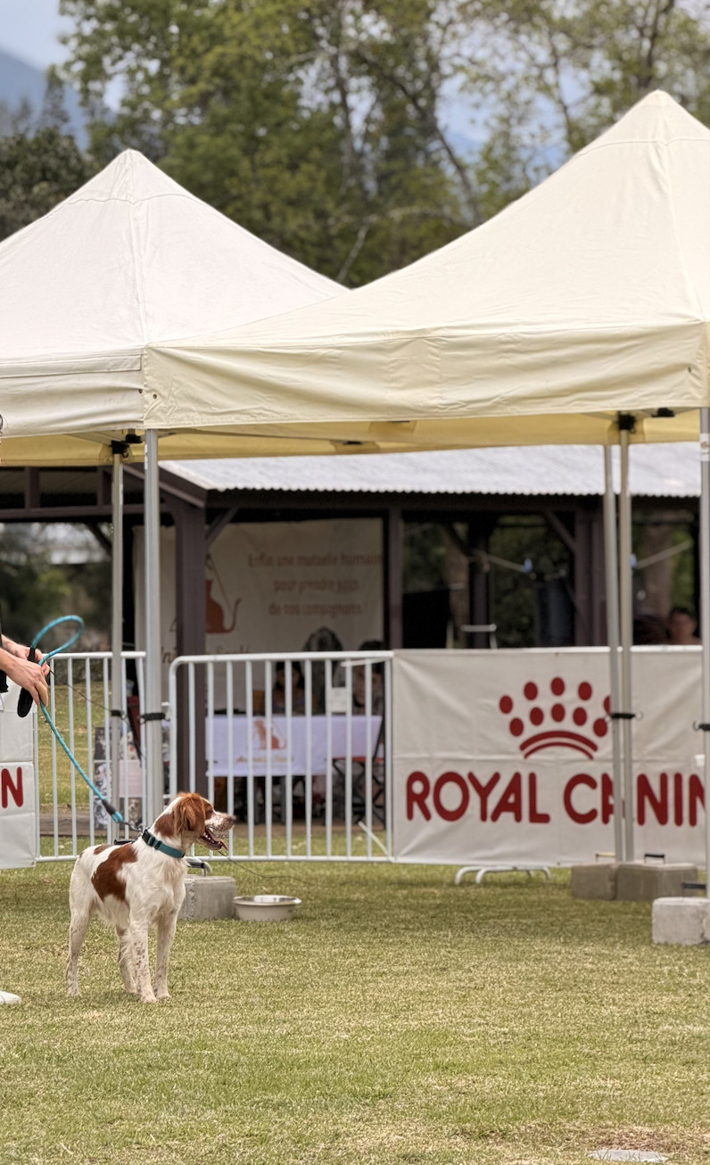 Exposition Canine de Nouvelle-Caledonie