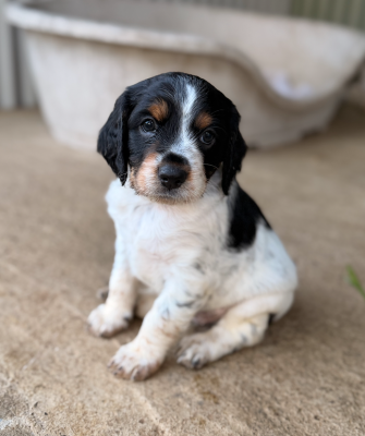 CHIOT 1
