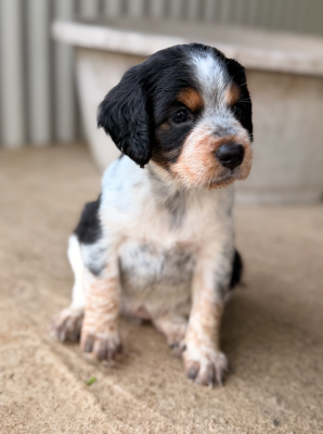 CHIOT 2