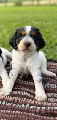 CHIOT 3