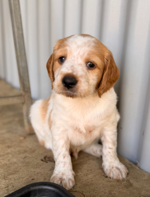 CHIOT 5