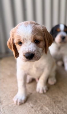 CHIOT 6