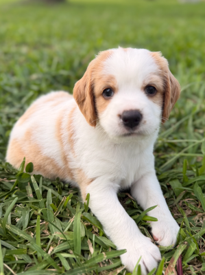 CHIOT 7