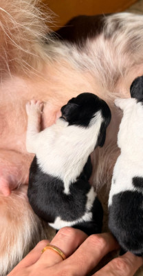 CHIOT 8