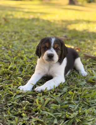 CHIOT 4